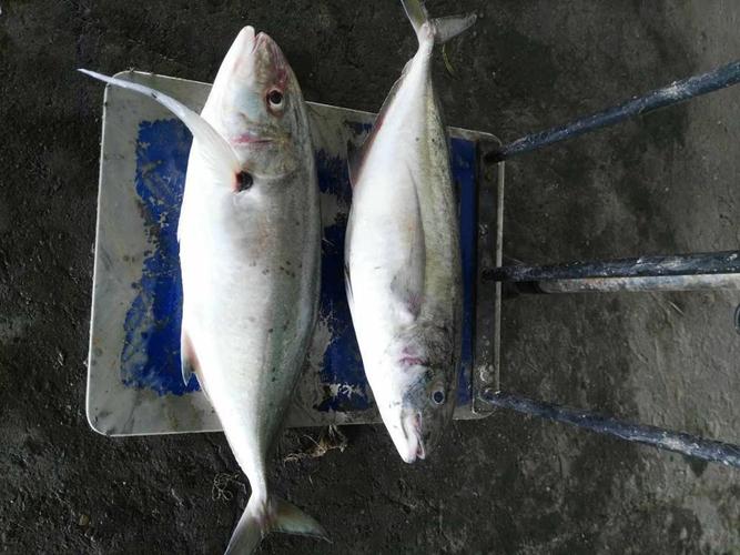 越南冷凍魚進口報關(guān)流程到廣州代理金帶細(xì)鲹魚案例