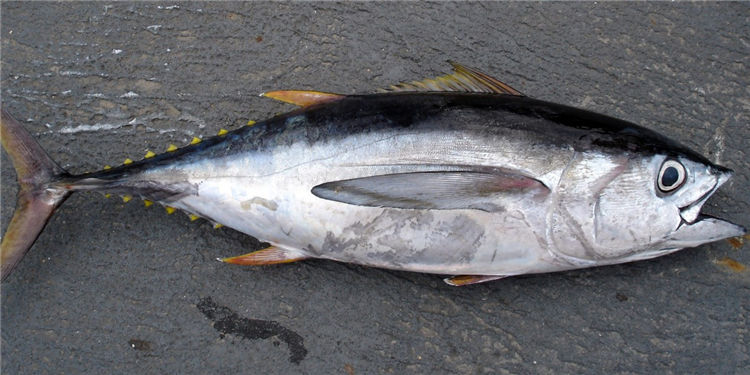 進口冷凍金槍魚報關(guān).png